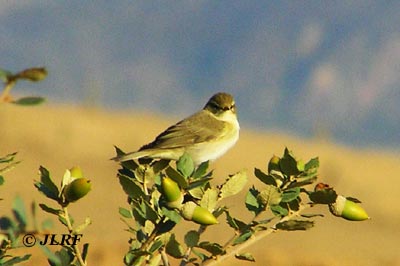 Mosquitero musical