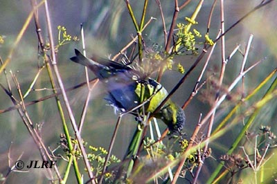 Mosquitero silbador