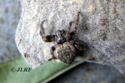 Nuctenea umbratica
