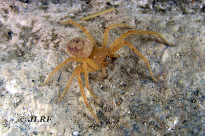 Olios argelasius