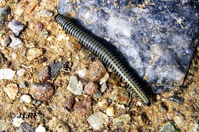 Ommatoiulus rutilans
