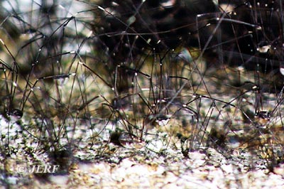 Leiobunum rotundum