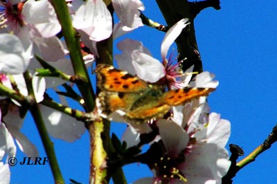 Ortiguera