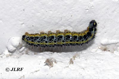 Blanca de la col