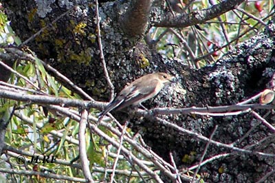 Papamoscas cerrojillo