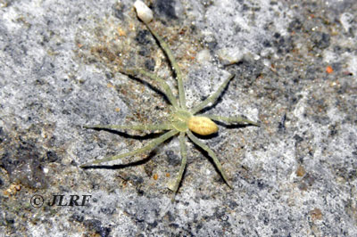 Phylodromus albidus