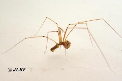 Pholcus phalangioides