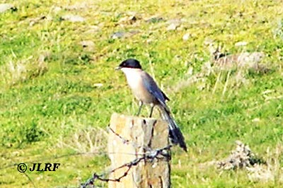 Rabilargo