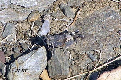 Saltamontes de alas azules