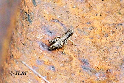 Saltamontes común