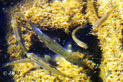 Sarda
