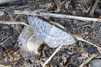 Scopula marginepunctata