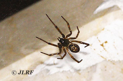 Steatoda nobilis