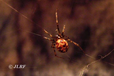 Steatoda triangulosa