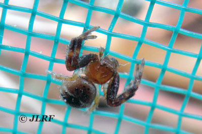 Araña Napoleón