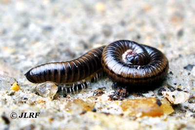 Ommatoiulus sabulosus