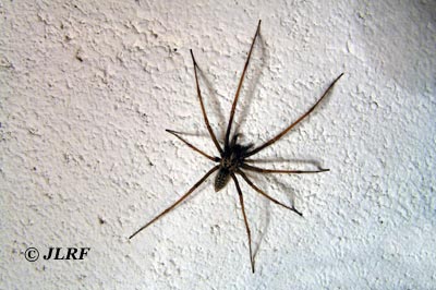 Tegenaria atrica