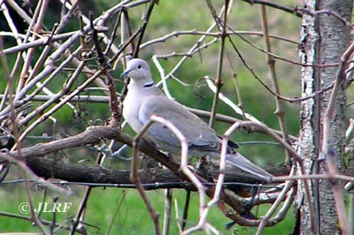 Tórtola turca