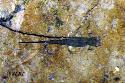 Tritón ibérico