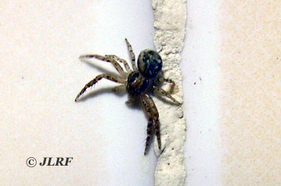 Xysticus cristatus