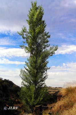 Álamo negro
