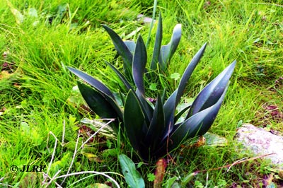 Cebolla albarrana