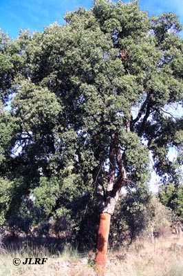 Alcornoque