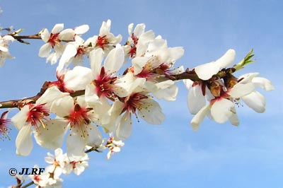 Flor del almendro