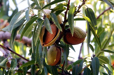 Fruto del almendro