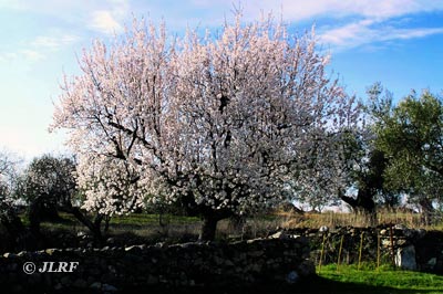 Almendro