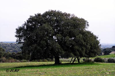 Carrasco