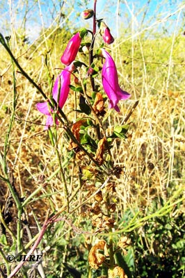 Dedalera
