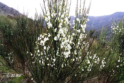 Retama blanca