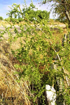 Esparraguera