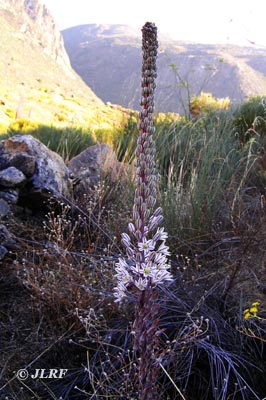 Gamón blanco