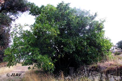 Higuera