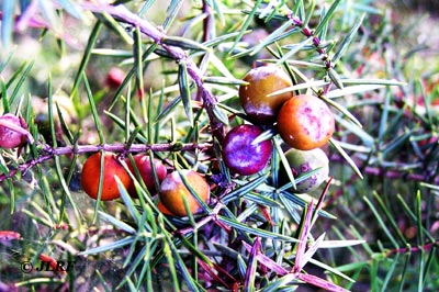 Fruto del jumbrio