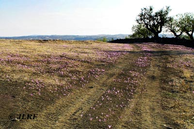 Campo de lirios