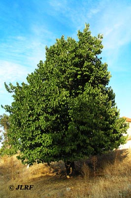 Morera negra