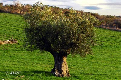 Olivo
