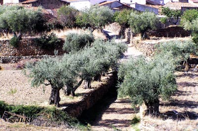 Olivo en bancales