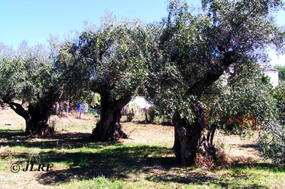 Olivos