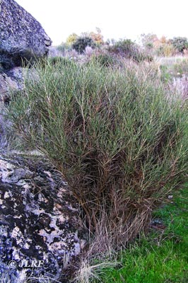 Piorno