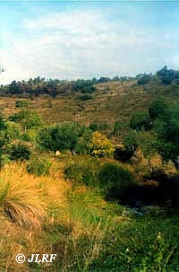 Arroyo de la Alameda de Esteban