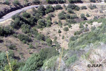 Arroyo de las Almas