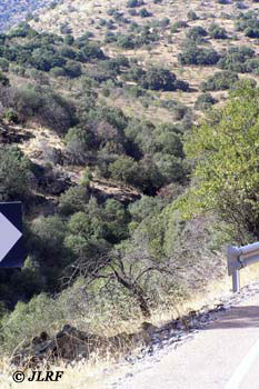 Arroyo de las Almas