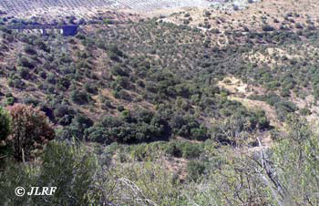 Arroyo de las Almas