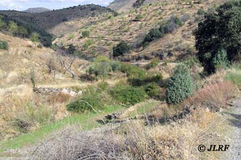 Arroyo de la Fuente Espino