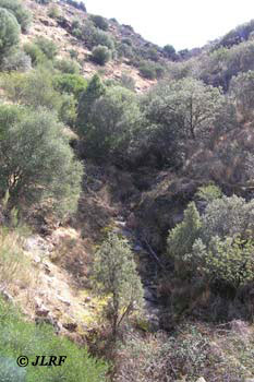 Arroyo de la Fuente Espino