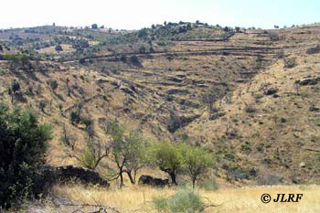 Arroyo de las Moras